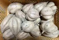 訳あり種子島産安納芋こがね3L以上10kg