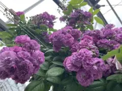 ワンワン 様専用ꫂ ၴႅၴローズマリービオード綺麗な紫の棘なしつるバラꫂ ၴႅၴ2苗