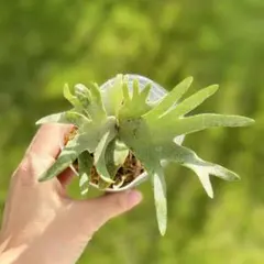 2025年最新】ビカクシダ omgの人気アイテム - メルカリ