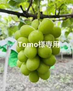 Tomo様専用