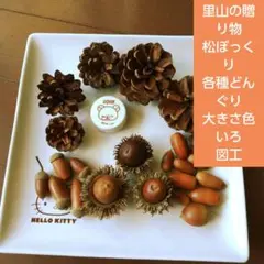 里山の贈り物　松ぼっくり　各種どんぐり 大きさ色いろ図工