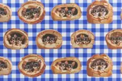 【ゆきちゃん限定】X1744-2 チワワ ロングコート パン 格子 青 布 1m