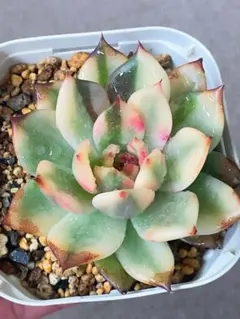 2026年最新】多肉植物 錦の人気アイテム - メルカリ
