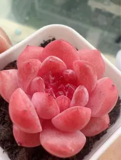 k*i様 新作　多肉植物　エケベリア　ルビーのいちご大福　3cm 1株