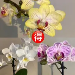 ぺこたん様 リクエスト 2点 まとめ商品