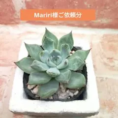 Mariri様ご依頼分 クリスマスキャロル×雪蜂 他 多肉 エケベリア