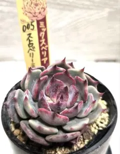 2026年最新】ストロベリーミルククラウンの人気アイテム - メルカリ