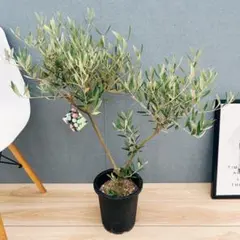 2025年最新】オリーブの木 soujuの人気アイテム - メルカリ