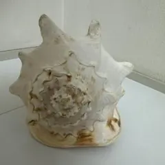 大きな貝殻 白 茶色 ストライプ インテリア