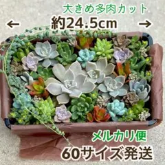 多肉植物 朧月寄せ植え 鉢ごと - メルカリ