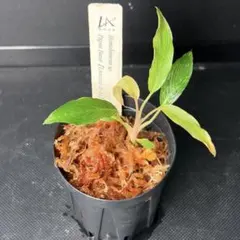 Homalomena sp. Papua Barat【LA0021-05z】 - メルカリ