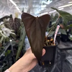 Bucephalandra sp. Entikong (説明文参照) - メルカリ