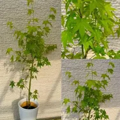 モミジ 黄八丈 イロハモミジ系 90cmもみじ 紅葉 カエデ 鉢植え 苗木