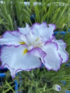 わさび様 リクエスト 2点 まとめ商品