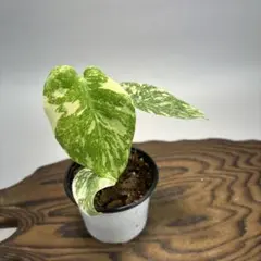 2025年最新】モンステラレガシーの人気アイテム - メルカリ