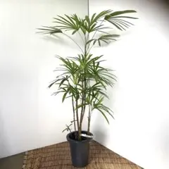 2025年最新】シュロチクの人気アイテム - メルカリ