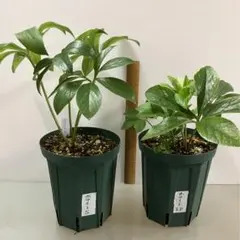 クリスマスローズ