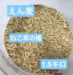 Item thumbnail for item cb7a8c9b-cdc2-4e56-a05c-90a0ddb40b1a