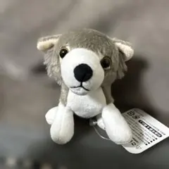 マヌルネコぬいぐるみ ちょこんとてのひらシリーズ ボールチェーン付き