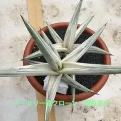 美株　希少　サンスベリアビューティークイーン　中株　レア　鉢ごとメルカリ便③ 選抜美株 希少 サンスベリアビューティークイーン 中株 レア 鉢