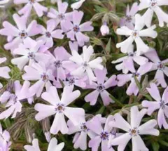 芝桜　マリン　ブルー系　開花期終了のサムネイル
