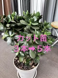 【セール】「花月錦」「金のなる木」 「Jade Plant」のサムネイル