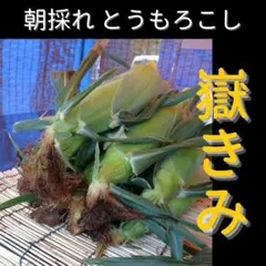 るるるん様専用 嶽きみ 8本 送料込み