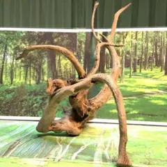 2026年最新】ブランチウッドの人気アイテム - メルカリ