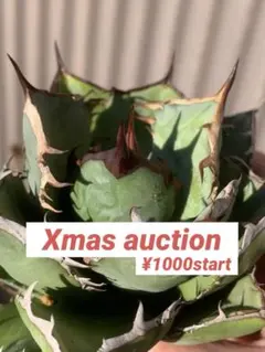 2025年最新】オアハカ 子株の人気アイテム - メルカリ