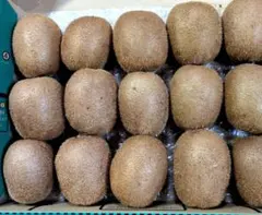 新鮮キウイ 15個入り