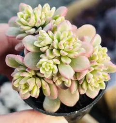 （週末 クリスマスセール）多肉植物　ジョイスタロック錦　群衆株１株 土付き