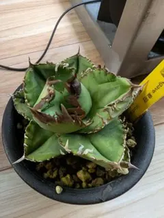 2026年最新】アガベcrownの人気アイテム - メルカリ