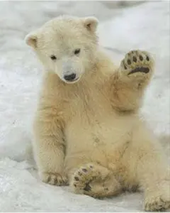 ぴーちゃん様専用