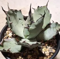 タコモグ様 リクエスト 2点 まとめ商品