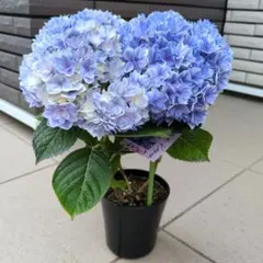 訳あり 紫陽花 アジサイ スズキ農園 ネイビーブルー 5号 12 - メルカリ