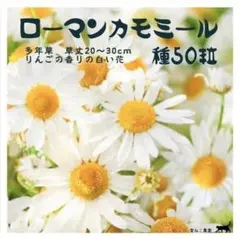 【ハーブの種】甘いりんごの香り白い花「ローマンカモミール」種５０粒　香り豊か♡