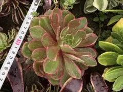 2026年最新】アエオニウム錦の人気アイテム - メルカリ