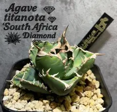 夏セールアガベチタノタSAD斑入り‼️8398-698 夏セールアガベチタノタ