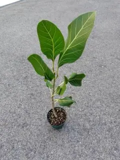 Tsht_105様 リクエスト 2点 まとめ商品