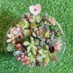 ☆多肉植物　セダムカット苗詰め合わせ②