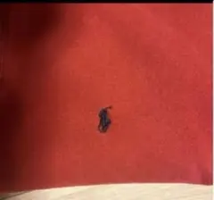 Polo Ralph Lauren 赤 トレーナー