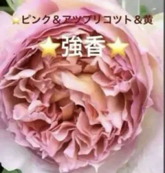 ⭐️樹勢強⭐️強香⭐️ロゼット咲き⭐️和バラ ⭐️無農薬OK⭐️バラ苗⭐️挿し木のサムネイル