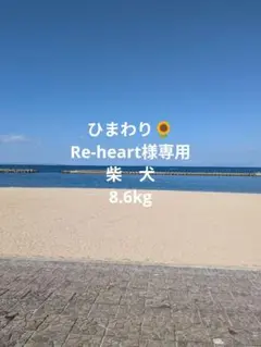 Re-heart様専用柴犬4輪　リハビリ　食事補助　犬用車椅子　介護　犬の歩行器