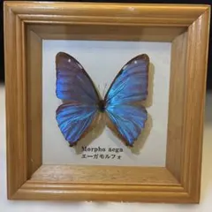 2026年最新】モルフォ 標本の人気アイテム - メルカリ