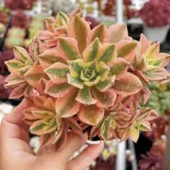 アエオニウム メープルリーフ 多肉植物 抜き苗 - メルカリ