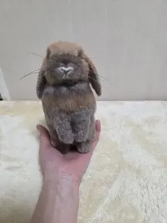 たれ耳うさぎちゃん ロップイヤー 小さなうさぎ ハンドメイド ぬいぐるみ 着せ替 たれ耳うさぎちゃん ロップイヤー 小さなうさぎ ハンドメイド