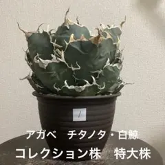 アガベ チタノタ Lize血統 大白鯨 ホオジロザメ 子株のみ販売
