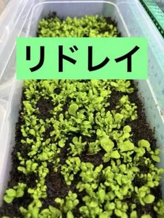 ビカクシダ リドレイ　前葉体　胞子体のサムネイル
