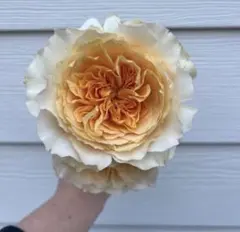 {Eff○○} バラ苗 四季咲き　育てやすい挿し木苗　レア　海外種　入手困難