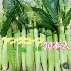ご注文後に収穫】おおもの ヤングコーン 本 - メルカリ